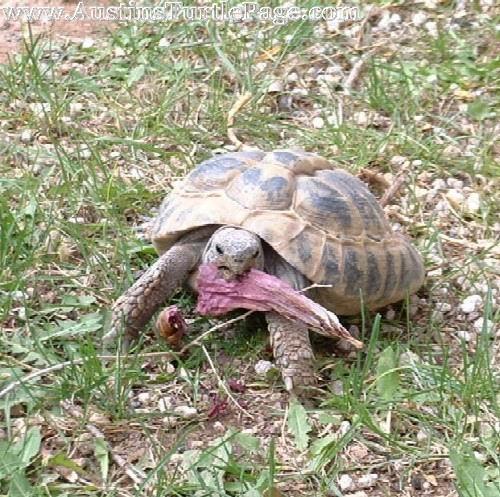 mediterranean tortoise size