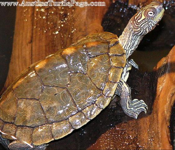 southern map turtle