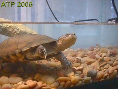 african mud turtle