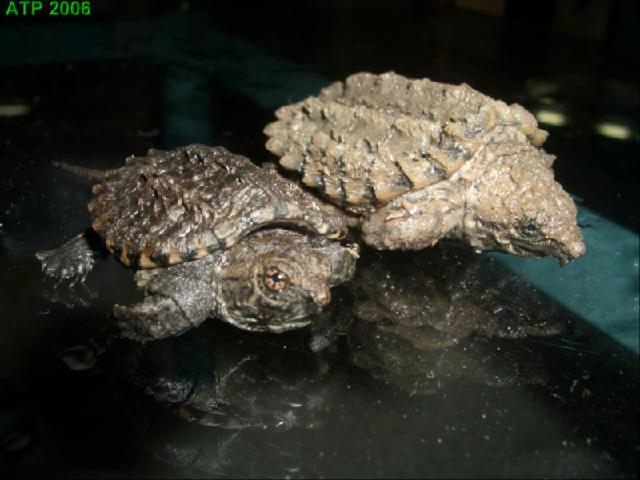 alligator snapping turtle vs common snapping turtle baby