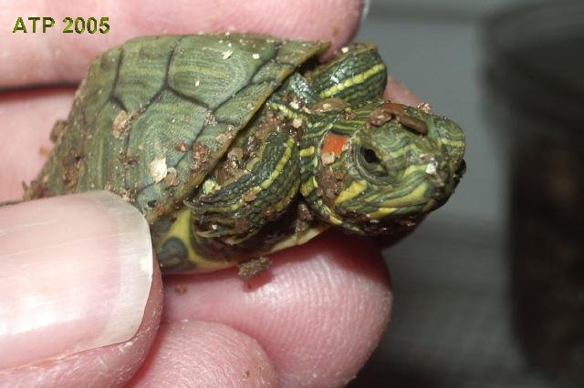 Posting Guidelines - Turtle Identification - Turtle Forum