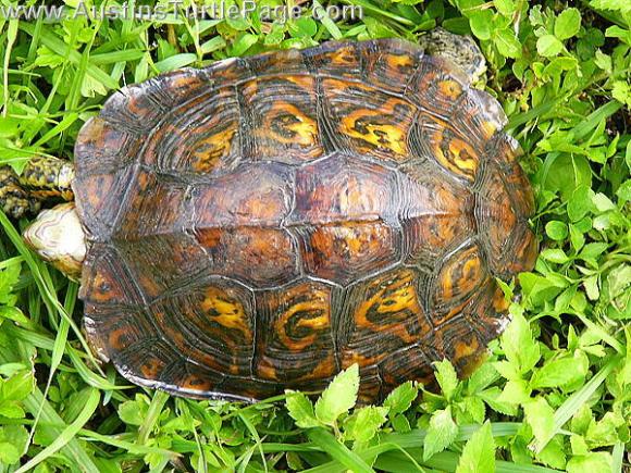 painted wood turtle enclosure - Creek & Stream - Turtle Forum