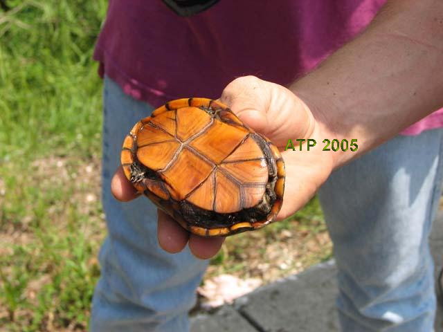 Mud or Musk? - Turtle Identification - Turtle Forum