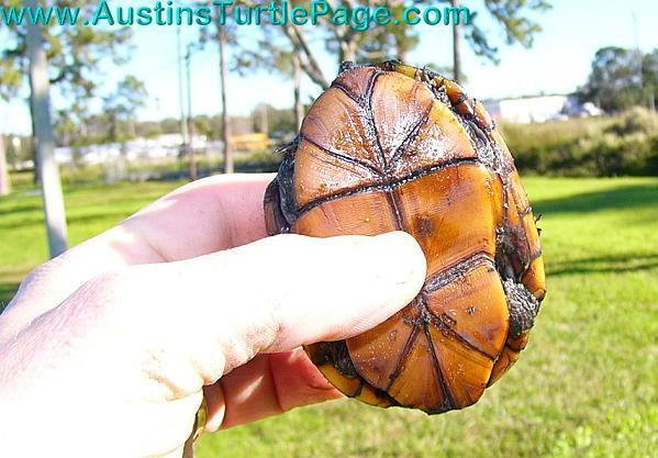 Mud or Musk? - Turtle Identification - Turtle Forum