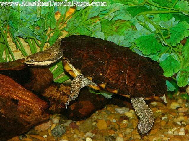 Hydromedusa tectifera - Crooked Necks - Turtle Forum