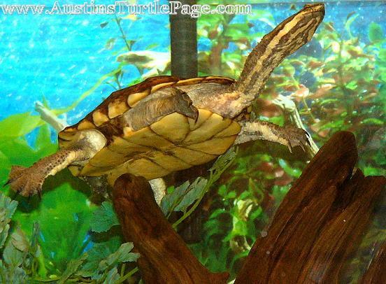 Hydromedusa tectifera - Crooked Necks - Turtle Forum