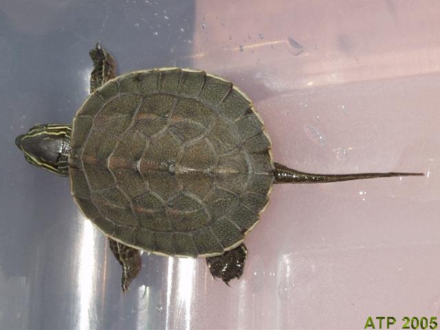 What turtle? - Turtle Identification - Turtle Forum