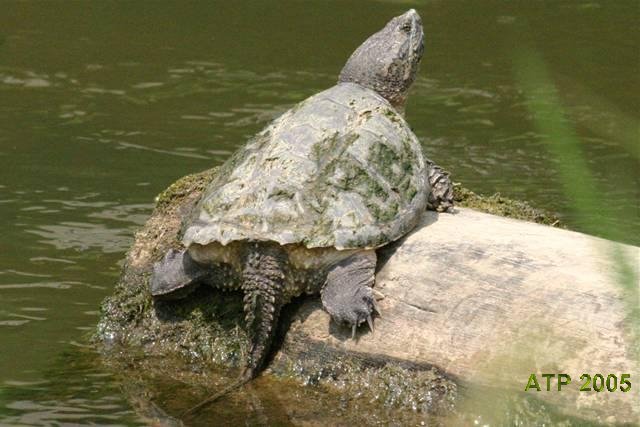 POSTING GUIDELINES - Turtle Identification - Turtle Forum