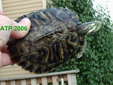 YBS or Cumberland - Turtle Identification - Turtle Forum