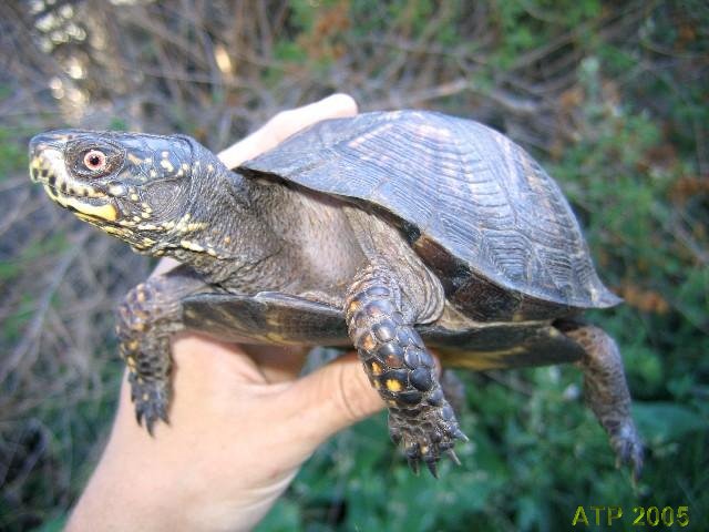 Help! - Turtle Identification - Turtle Forum