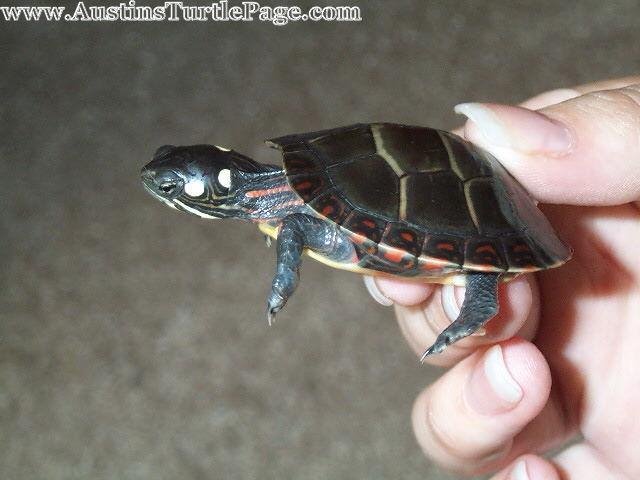 Eastern/ Midland Painted Turtles? - Turtle Identification - Turtle Forum