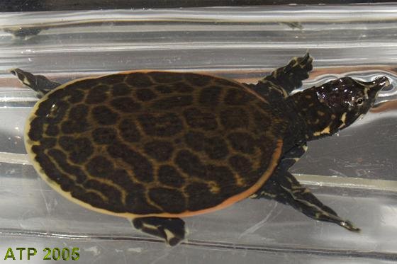 Florida Softshell Turtle Care Guide - Sand & Silt - Turtle Forum