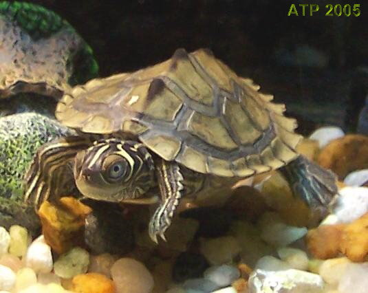 Scute seam gaps in juveniles; normal? - Big Pond - Turtle Forum