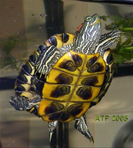 Redearslider.com :: View topic - Brown spots on bottom of shell